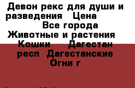 Девон рекс для души и разведения › Цена ­ 20 000 - Все города Животные и растения » Кошки   . Дагестан респ.,Дагестанские Огни г.